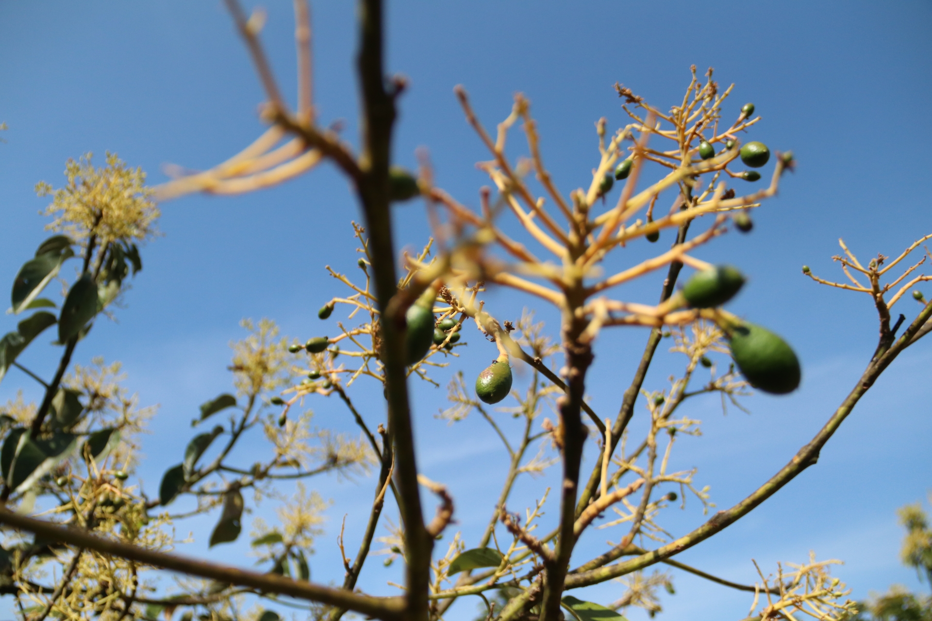 Đắk Lắk: Có một mùa hoa bơ... ... cũng là lúc quả non bắt đầu lủng lẳng trên cành