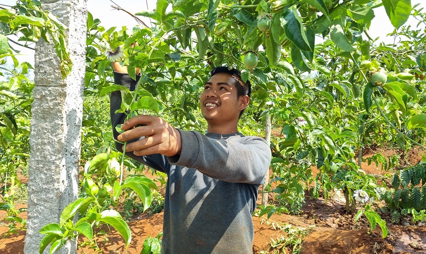 Gia Lai phát triển bền vững cây chanh dây Gia Lai phát triển bền vững cây chanh dây ảnh 2