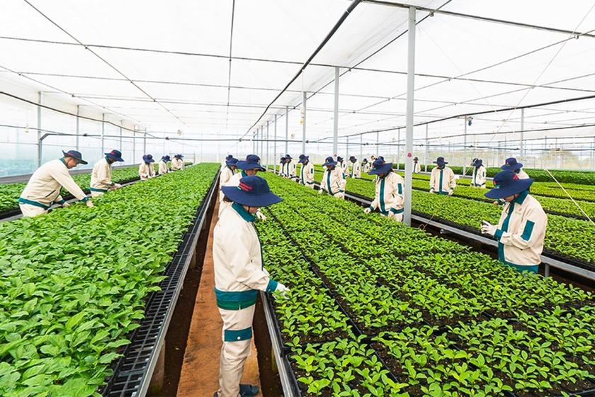 Gia Lai phát triển bền vững cây chanh dây Gia Lai phát triển bền vững cây chanh dây ảnh 4