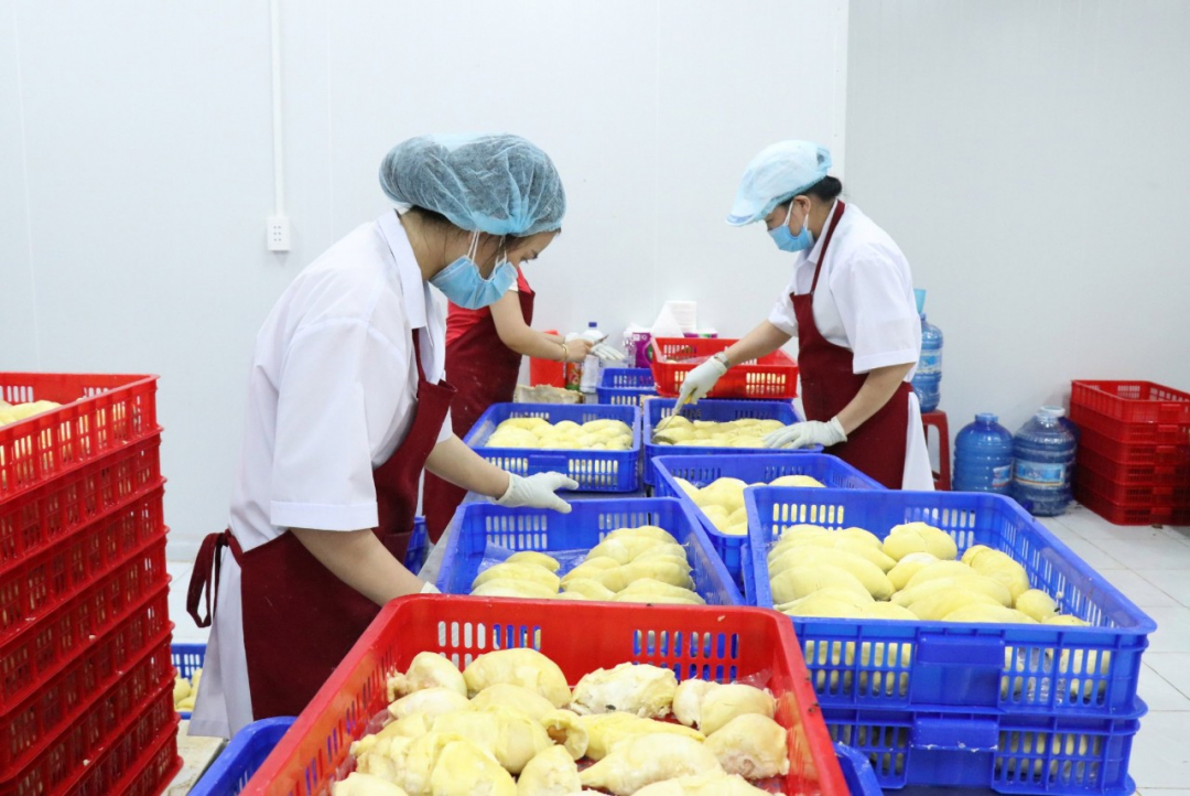 Đắk Lắk: Gia tăng sức cạnh tranh cho sầu riêng xuất khẩu Đắk Lắk: Gia tăng sức cạnh tranh cho sầu riêng xuất khẩu