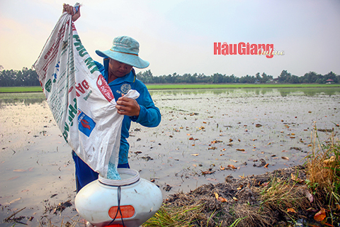 Hậu Giang: Động lực sản xuất lúa Hè thu