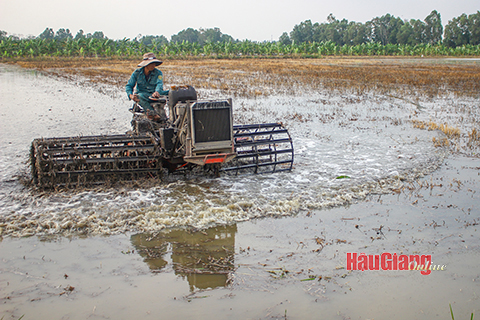Hậu Giang: Động lực sản xuất lúa Hè thu