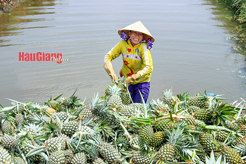 Hậu Giang: Tạo cơ hội cho khóm Cầu Đúc vươn xa