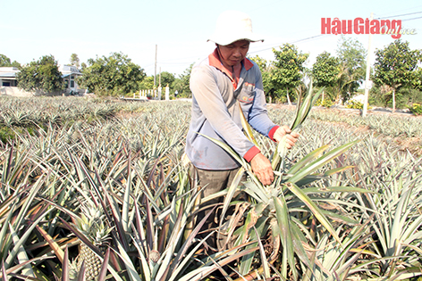 Hậu Giang: Nông sản được giá, nhưng… !