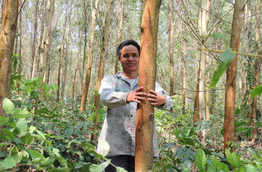 Gia Lai: Giá gỗ keo giảm mạnh, nông dân ngừng thu hoạch Giá gỗ keo giảm mạnh, nông dân ngừng thu hoạch ảnh 1