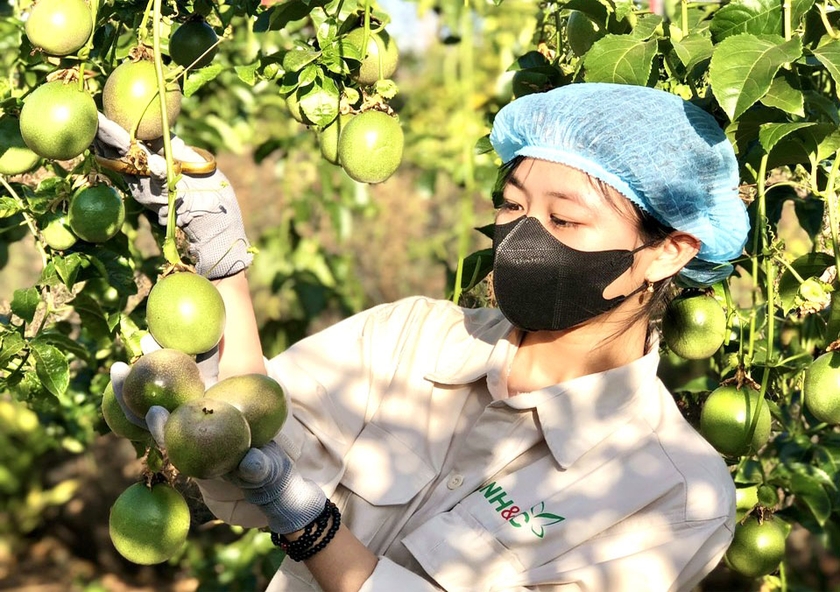 Hợp tác xã Nông nghiệp và dịch vụ Hùng Thơm Gia Lai (huyện Mang Yang) liên kết với nông dân trồng chanh dây theo hướng hữu cơ. Ảnh: V.T