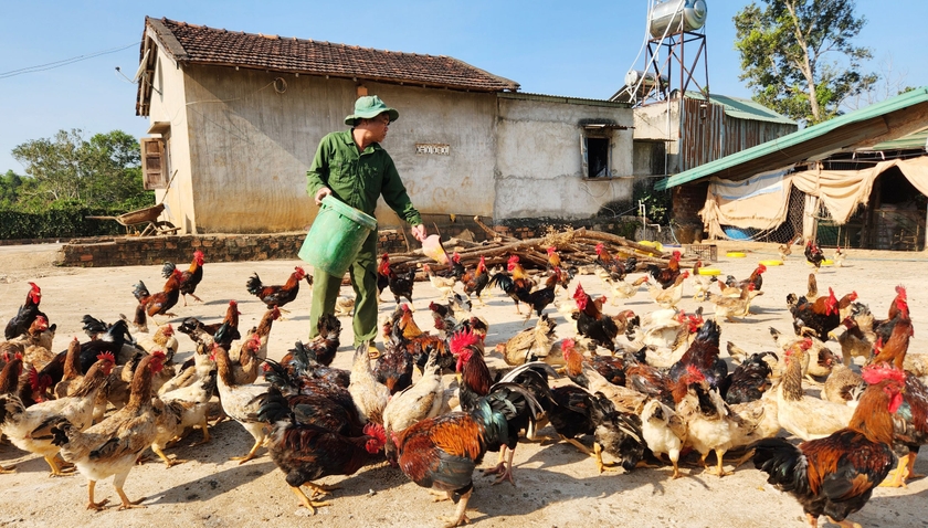 Đàn gà của gia đình ông Lê Hùng Anh nhờ ăn sâu canxi mà phát triển khỏe mạnh, chất lượng thịt thơm ngon. Ảnh: P.N Đàn gà của gia đình ông Lê Hùng Anh nhờ ăn sâu canxi mà phát triển khỏe mạnh, chất lượng thịt thơm ngon. Ảnh: P.N