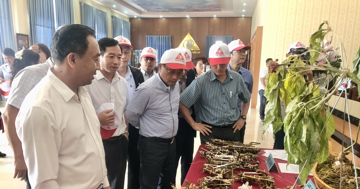 Gia Lai: Mục tiêu đến 2030 diện tích Sâm Ngọc Linh trồng dưới tán rừng sản xuất khoảng 800 ha