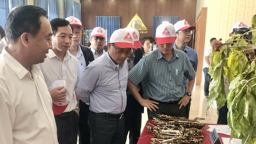 Gia Lai: Mục tiêu đến 2030 diện tích Sâm Ngọc Linh trồng dưới tán rừng sản xuất khoảng 800 ha