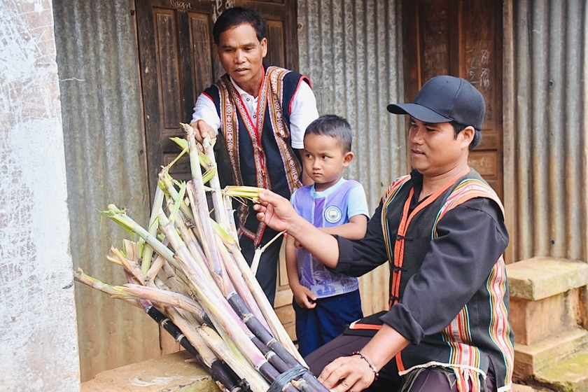 Ông Kơ Pă Jiâu (bìa trái) hướng dẫn người dân cách trồng mía tím. Ảnh: Mai Ka Ông Kơ Pă Jiâu (bìa trái) hướng dẫn người dân cách trồng mía tím. Ảnh: Mai Ka