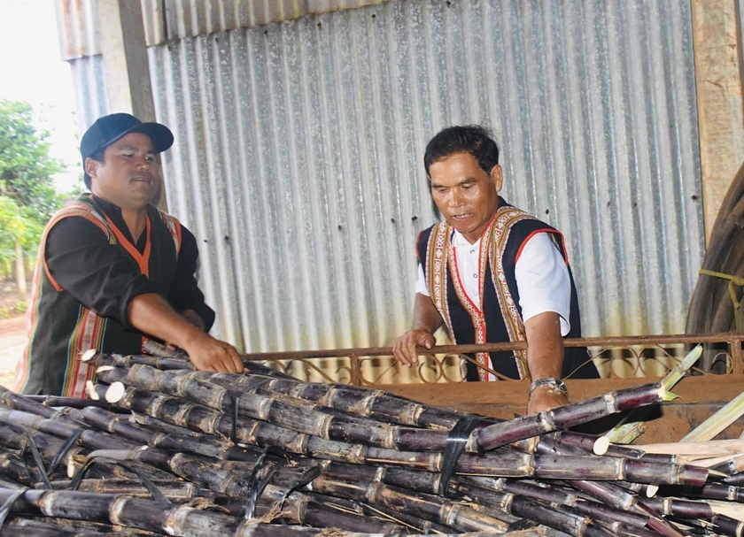 Cây mía tím phát triển mạnh tại vùng đất Ia Kênh mang lại thu nhập ổn định và cho người dân. Ảnh: Mai Ka Cây mía tím phát triển mạnh tại vùng đất Ia Kênh mang lại thu nhập ổn định và cho người dân. Ảnh: Mai Ka