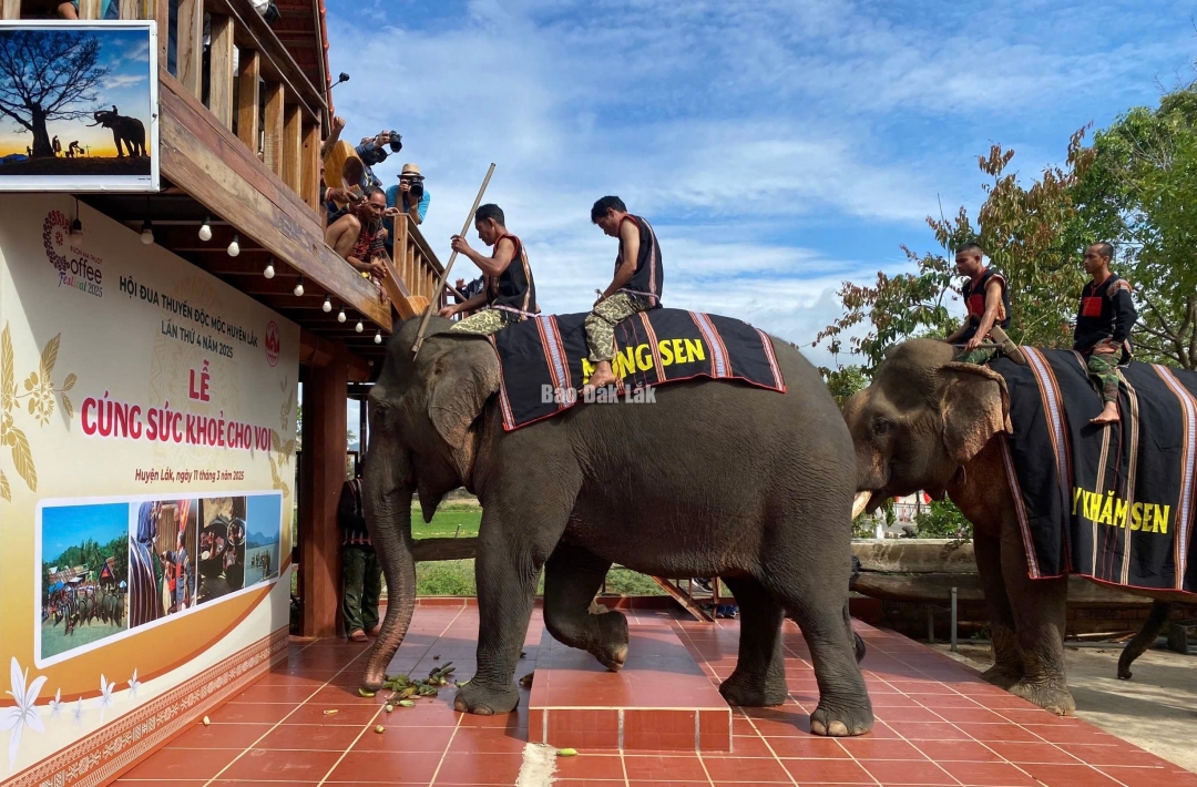 Đắk Lắk: Độc đáo Lễ cúng sức khỏe cho voi tại huyện Lắk