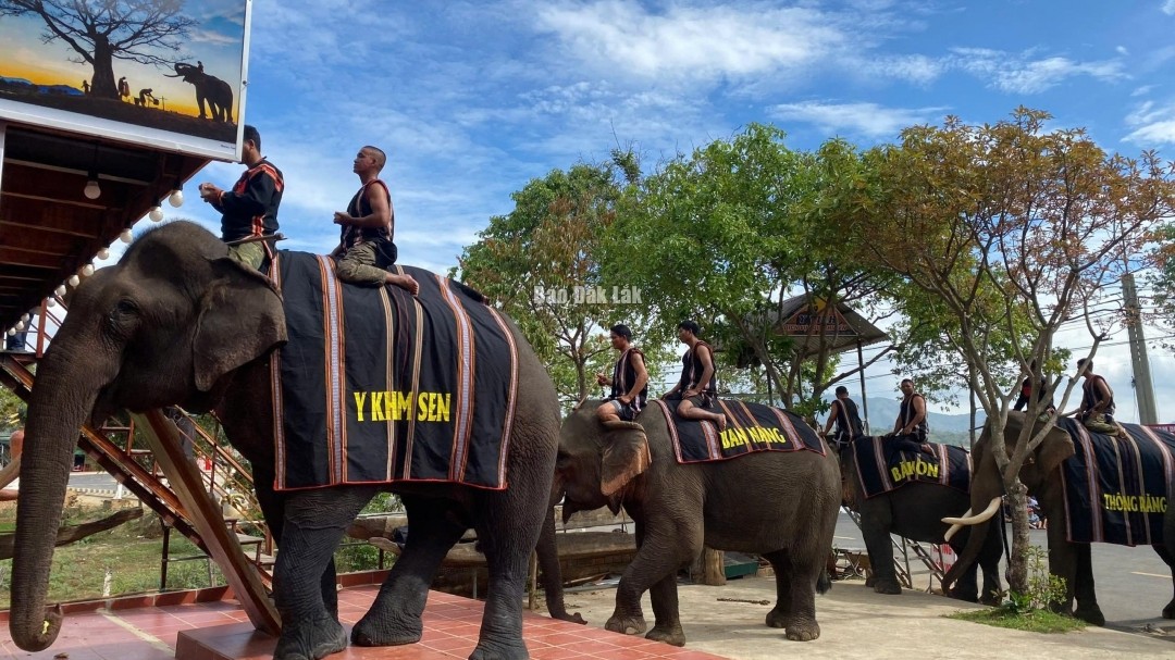 Đắk Lắk: Độc đáo Lễ cúng sức khỏe cho voi tại huyện Lắk