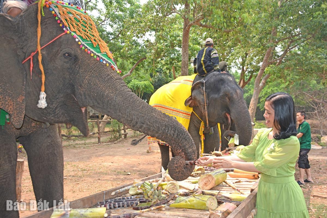 Đắk Lắk: “Thủ phủ” cà phê tạo ấn tượng trong lòng du khách Đắk Lắk: “Thủ phủ” cà phê tạo ấn tượng trong lòng du khách