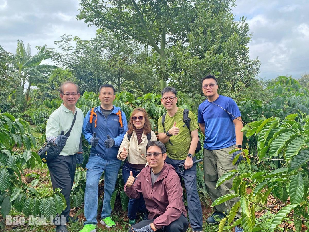 Đắk Lắk: “Thủ phủ” cà phê tạo ấn tượng trong lòng du khách Đắk Lắk: “Thủ phủ” cà phê tạo ấn tượng trong lòng du khách