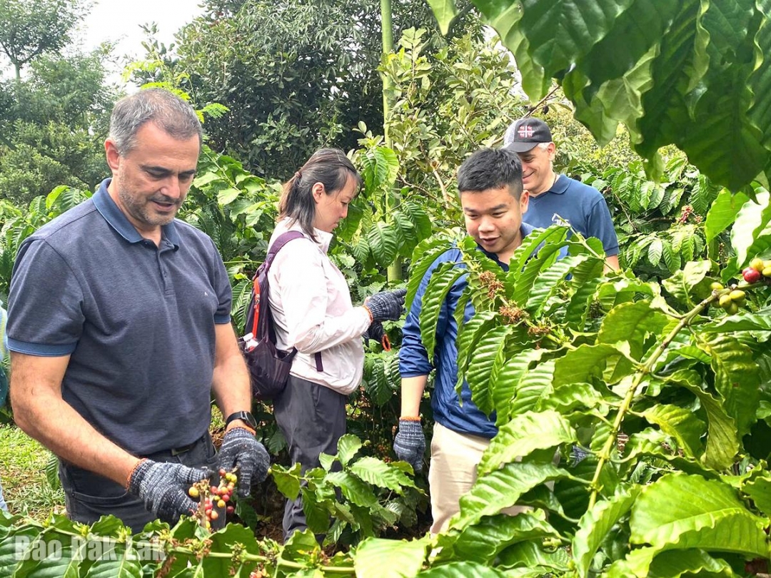 Đắk Lắk: “Thủ phủ” cà phê tạo ấn tượng trong lòng du khách Đắk Lắk: “Thủ phủ” cà phê tạo ấn tượng trong lòng du khách
