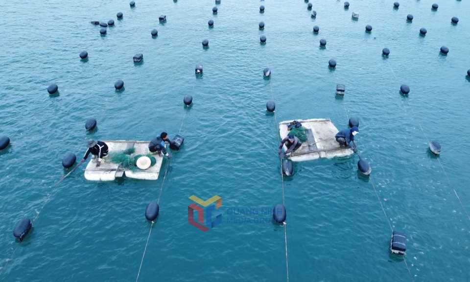 Quảng Ninh: Vân Đồn phát huy lợi thế nuôi nhuyễn thể Quảng Ninh: Vân Đồn phát huy lợi thế nuôi nhuyễn thể