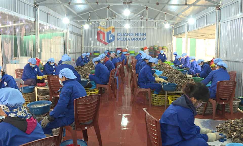 Quảng Ninh: Vân Đồn phát huy lợi thế nuôi nhuyễn thể Quảng Ninh: Vân Đồn phát huy lợi thế nuôi nhuyễn thể