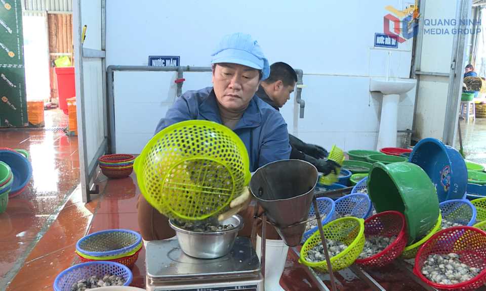 Quảng Ninh: Vân Đồn phát huy lợi thế nuôi nhuyễn thể Quảng Ninh: Vân Đồn phát huy lợi thế nuôi nhuyễn thể