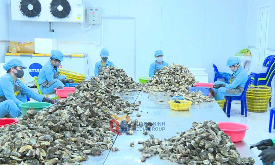 Quảng Ninh: Vân Đồn phát huy lợi thế nuôi nhuyễn thể Quảng Ninh: Vân Đồn phát huy lợi thế nuôi nhuyễn thể