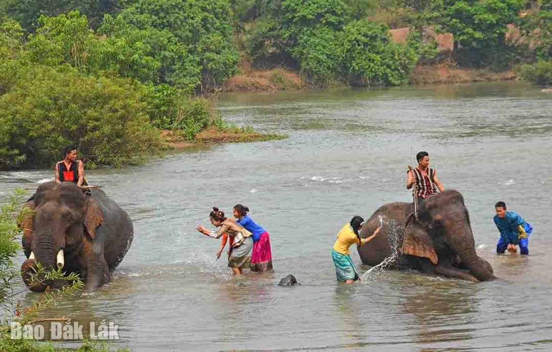 Đắk Lắk: Bảo tồn voi gắn với phát triển du lịch Đắk Lắk: Bảo tồn voi gắn với phát triển du lịch
