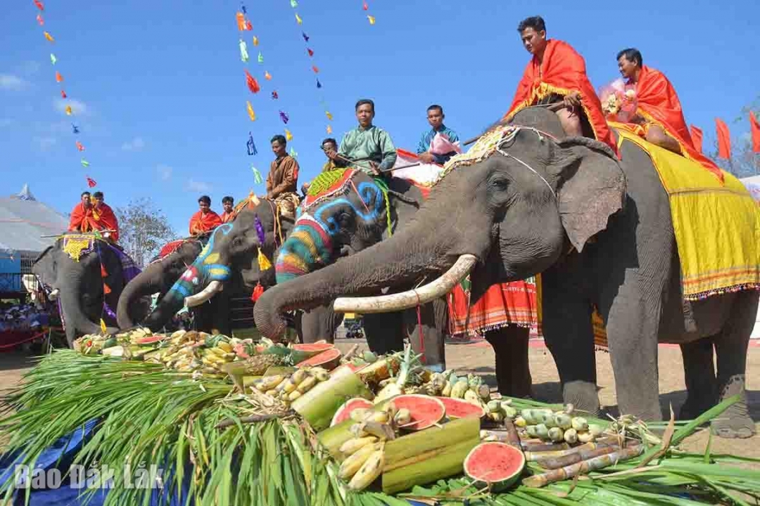 Đắk Lắk: Bảo tồn voi gắn với phát triển du lịch Đắk Lắk: Bảo tồn voi gắn với phát triển du lịch