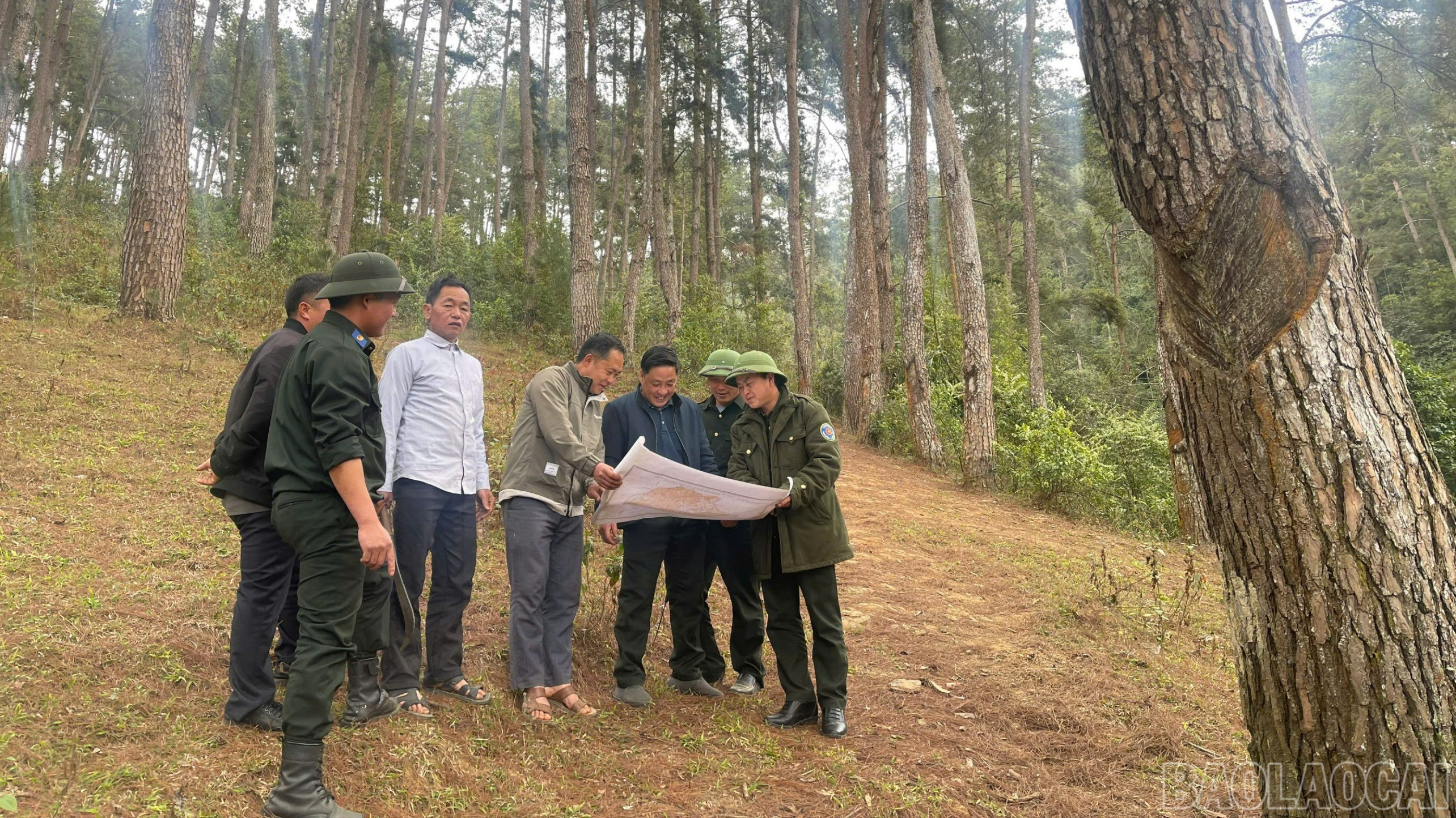 Lai Châu: Người Mông giữ rừng Lai Châu: Người Mông giữ rừng