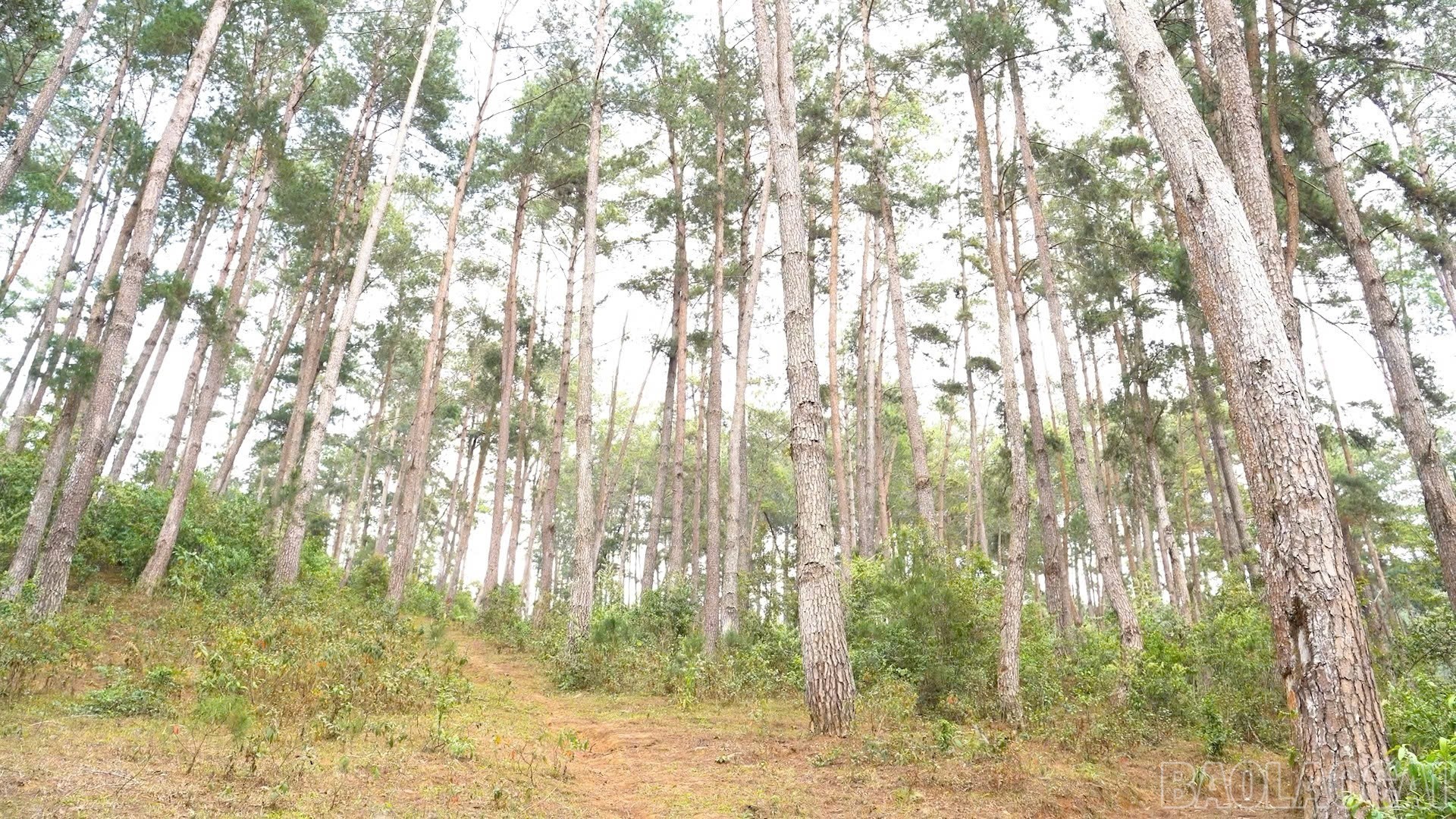 Lai Châu: Người Mông giữ rừng