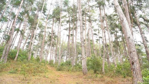 Lai Châu: Người Mông giữ rừng