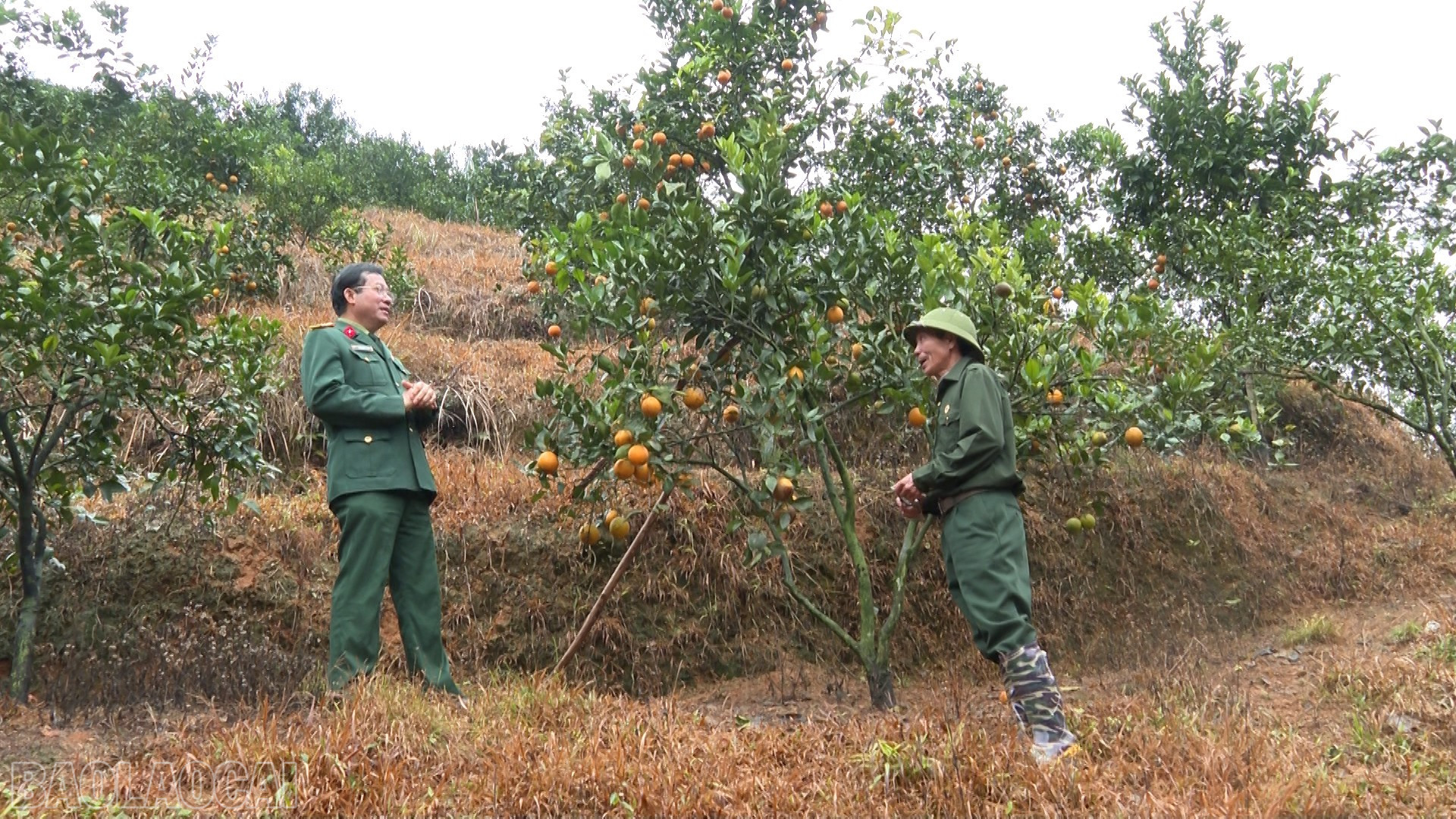 Lào Cai: Cựu chiến binh Lào Cai nỗ lực phát triển kinh tế Lào Cai: Cựu chiến binh Lào Cai nỗ lực phát triển kinh tế