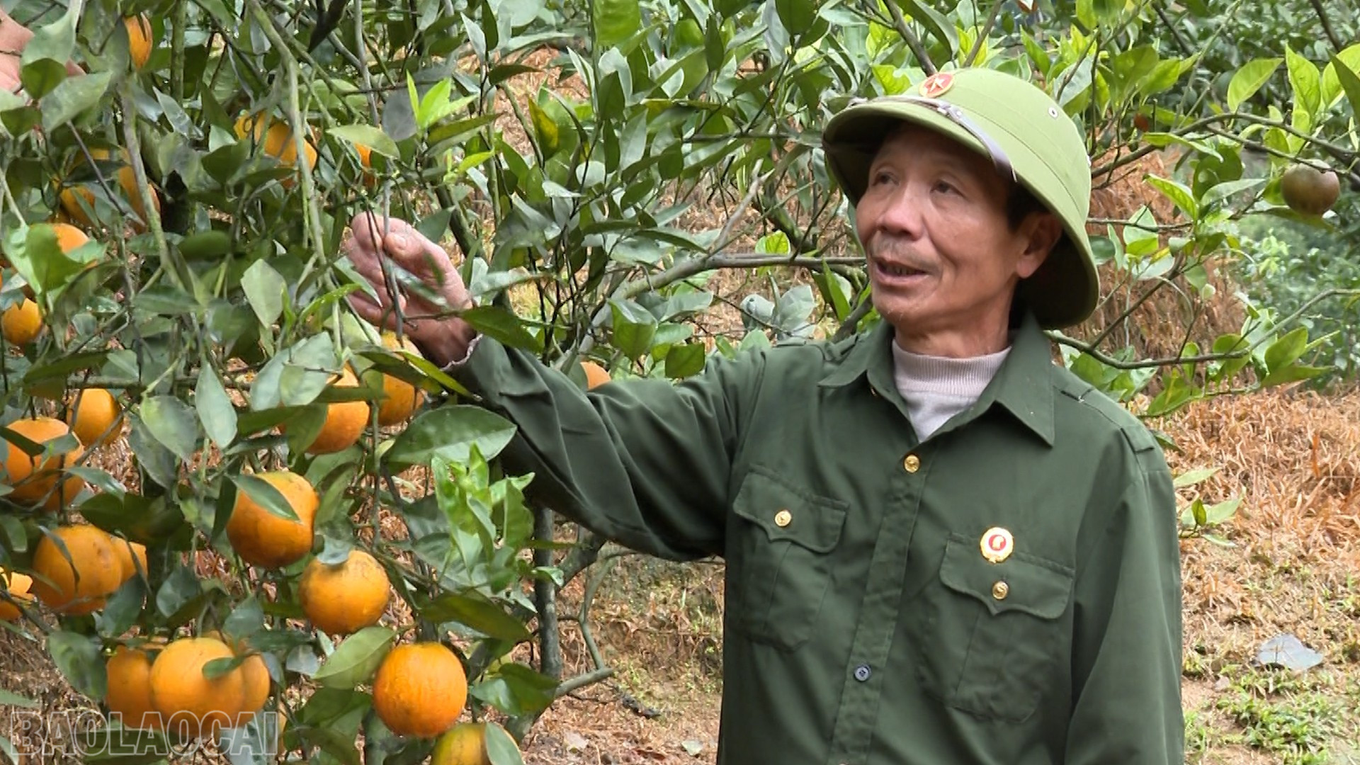 Lào Cai: Cựu chiến binh Lào Cai nỗ lực phát triển kinh tế Lào Cai: Cựu chiến binh Lào Cai nỗ lực phát triển kinh tế