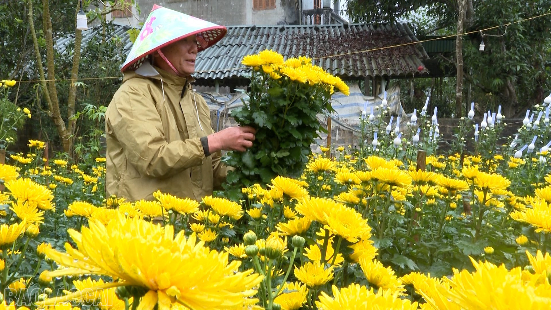 Lào Cai: Cựu chiến binh Lào Cai nỗ lực phát triển kinh tế Lào Cai: Cựu chiến binh Lào Cai nỗ lực phát triển kinh tế