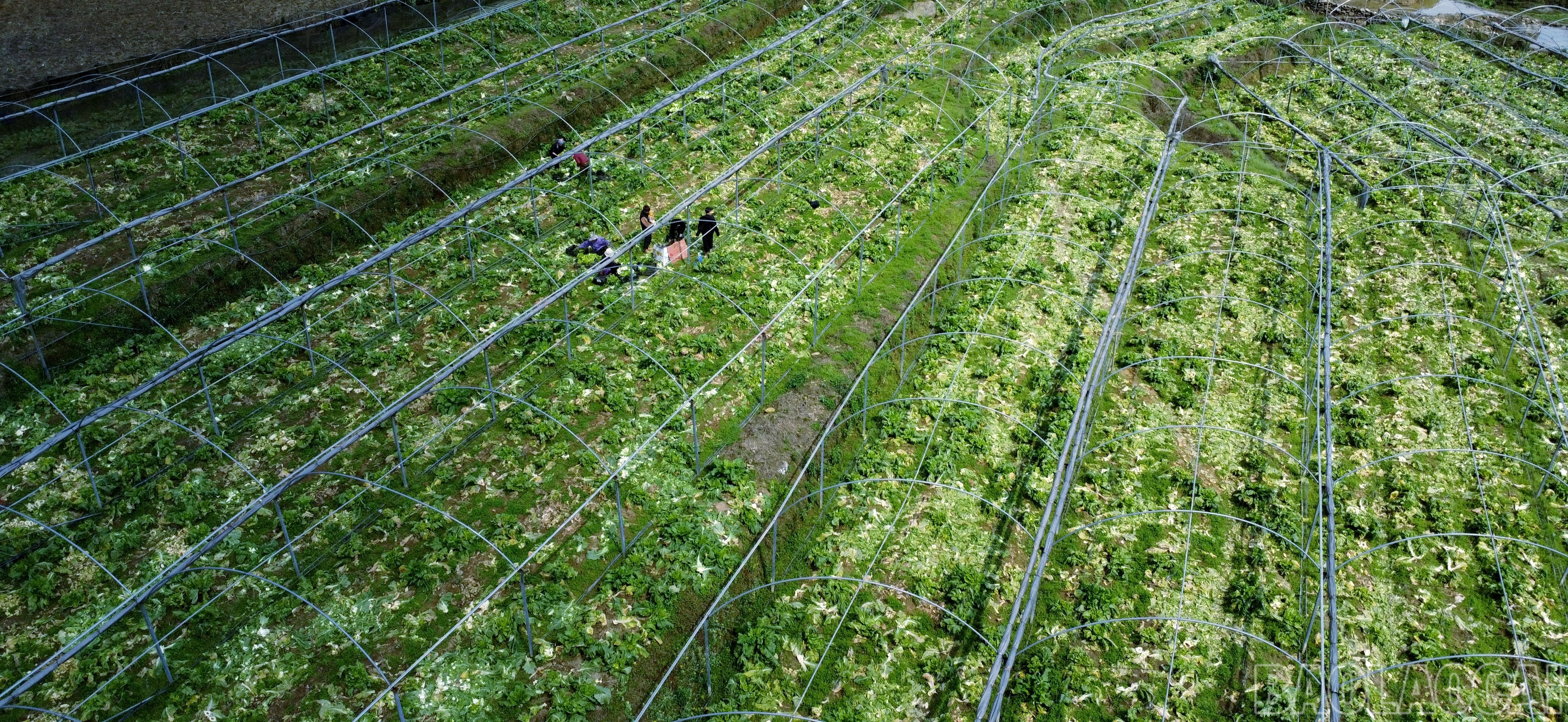 Lào Cai: Khám phá những vườn rau tiền tỷ