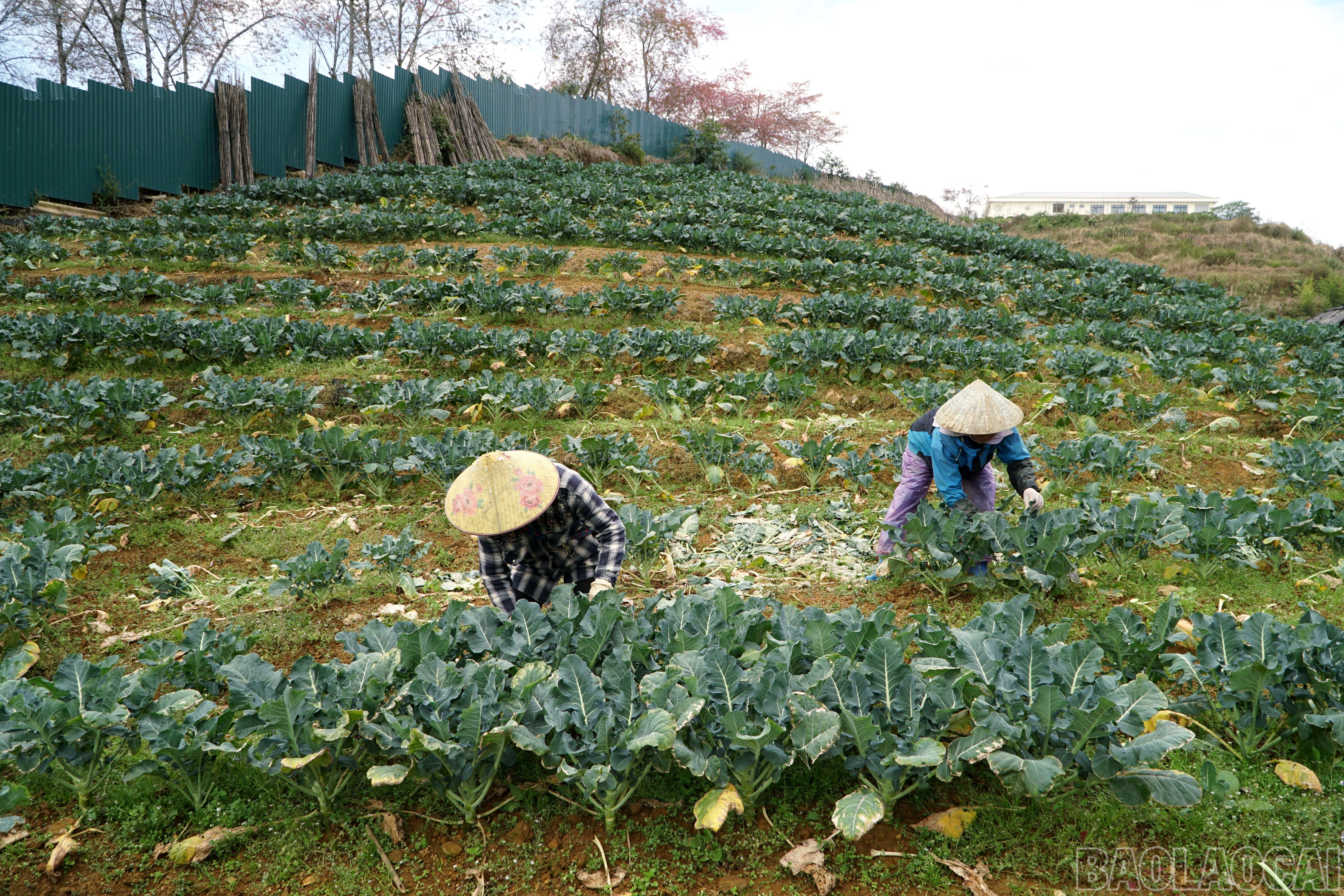 Lào Cai: Khám phá những vườn rau tiền tỷ