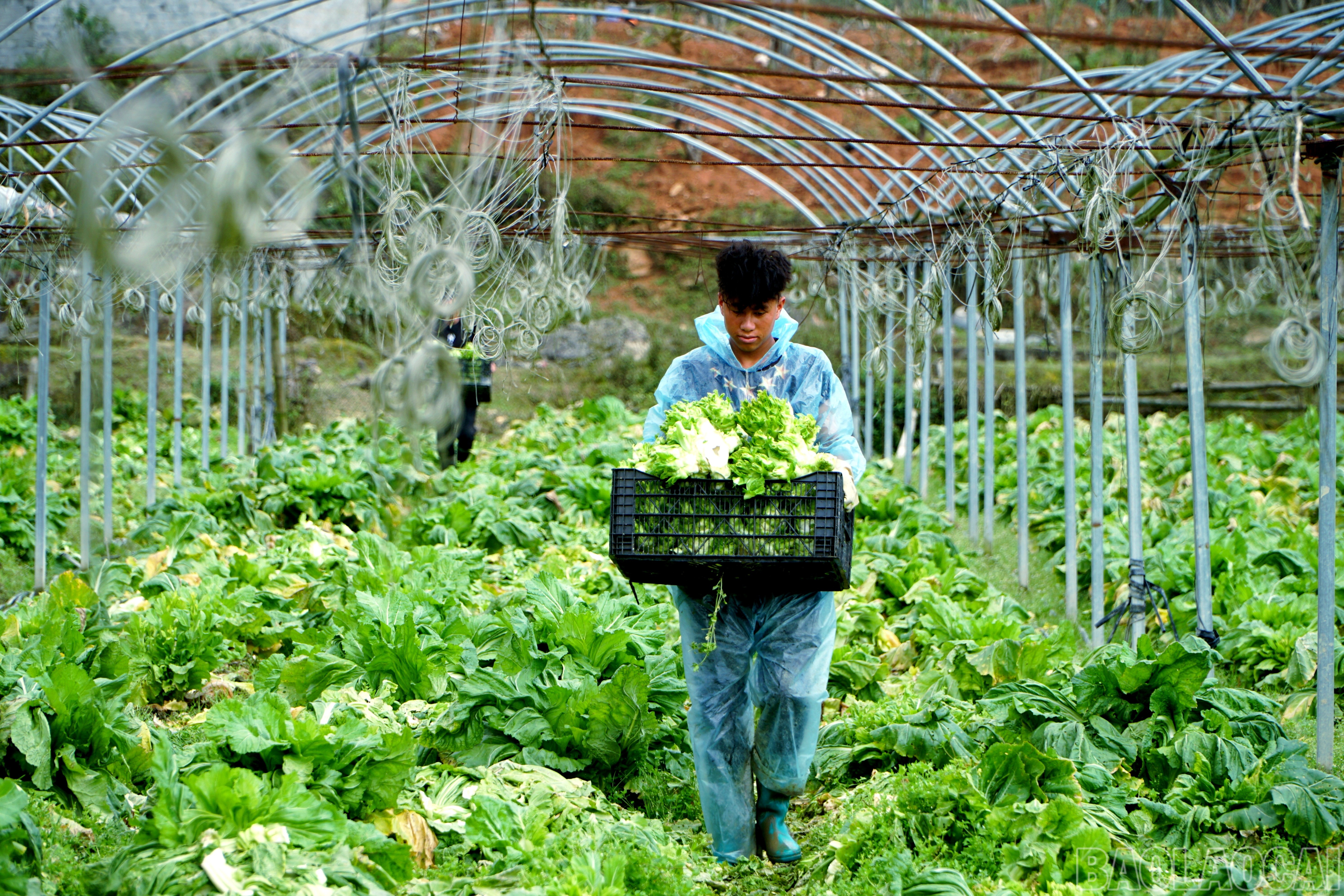 Lào Cai: Khám phá những vườn rau tiền tỷ