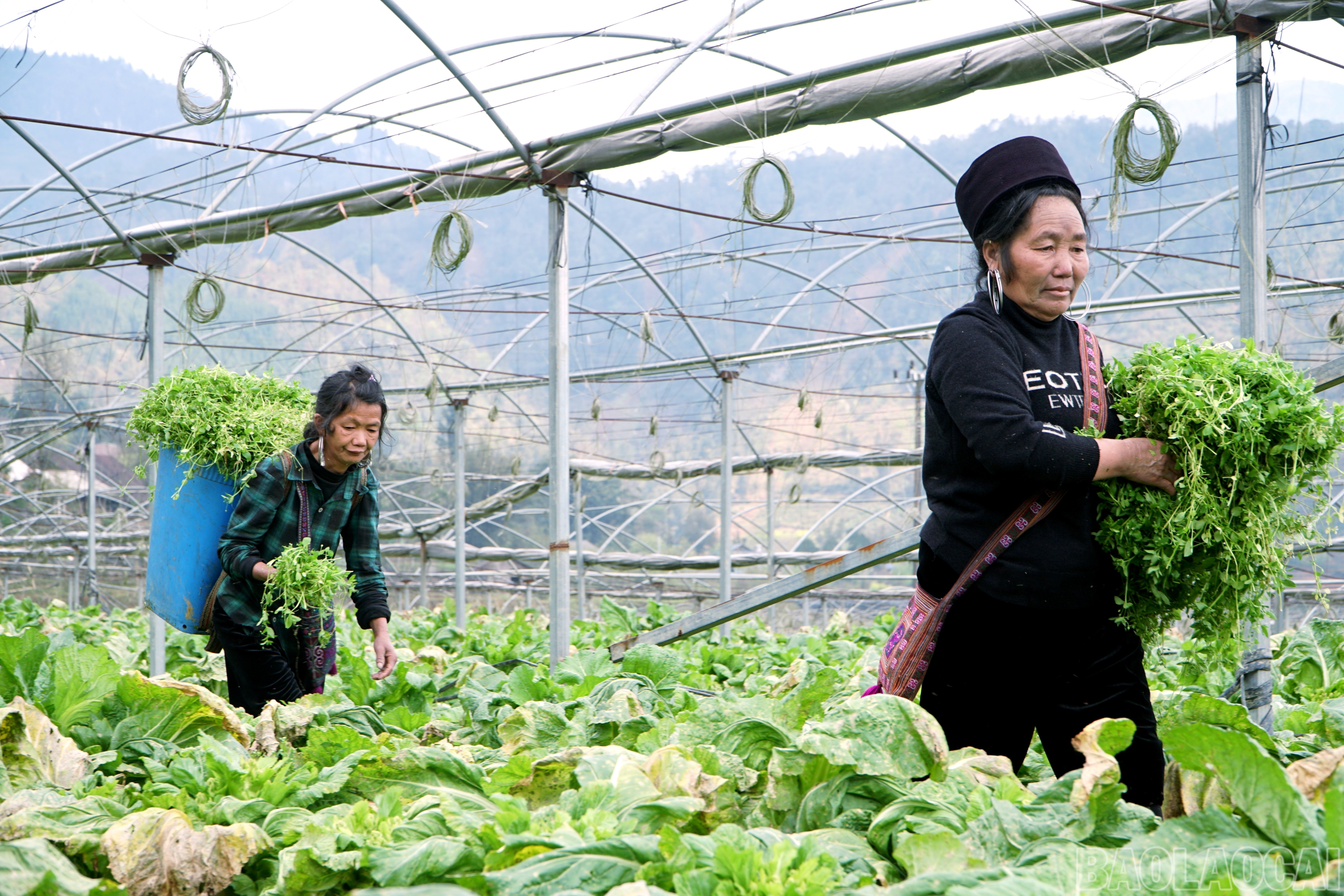 Lào Cai: Khám phá những vườn rau tiền tỷ