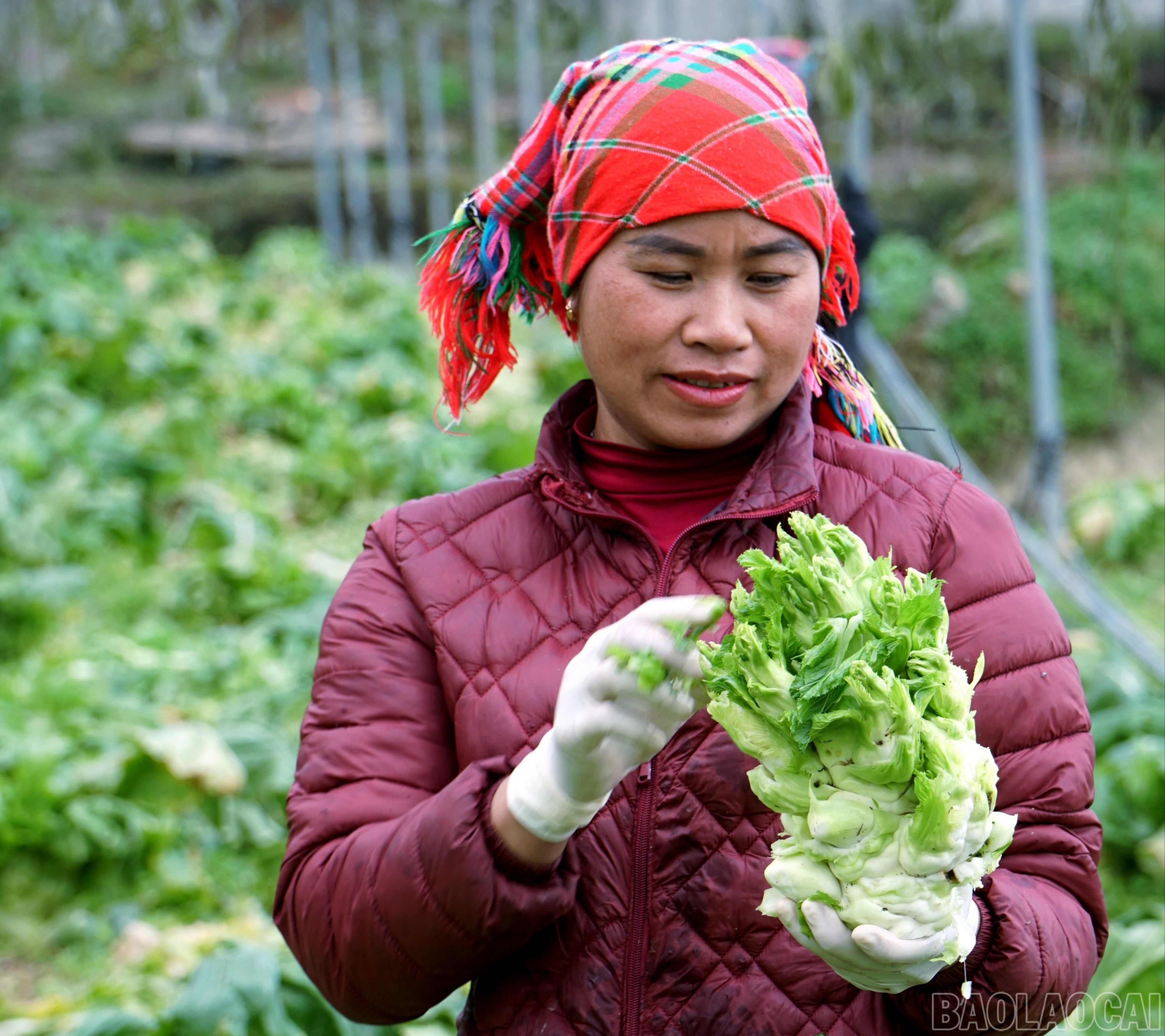 Lào Cai: Khám phá những vườn rau tiền tỷ