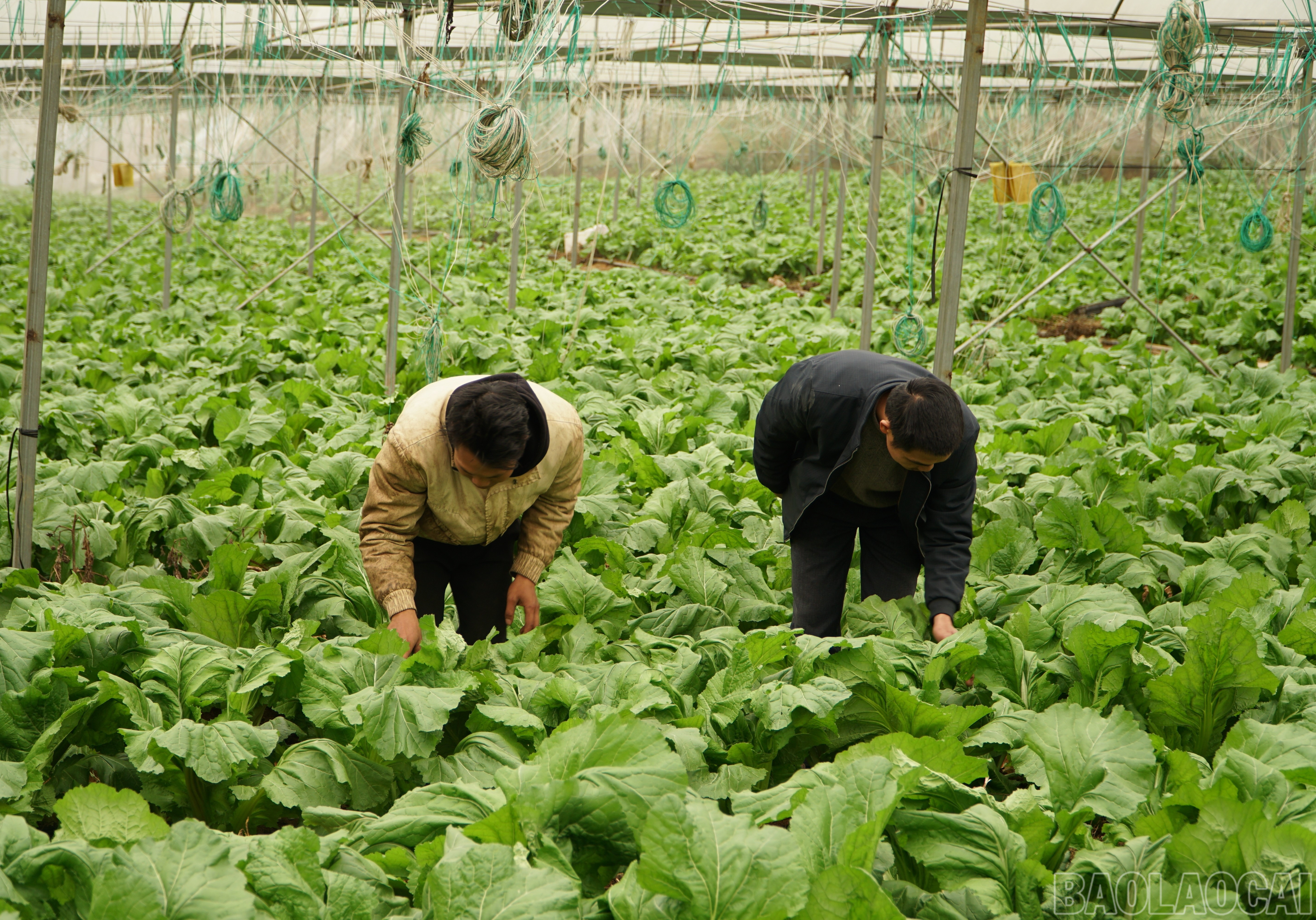 Lào Cai: Khám phá những vườn rau tiền tỷ