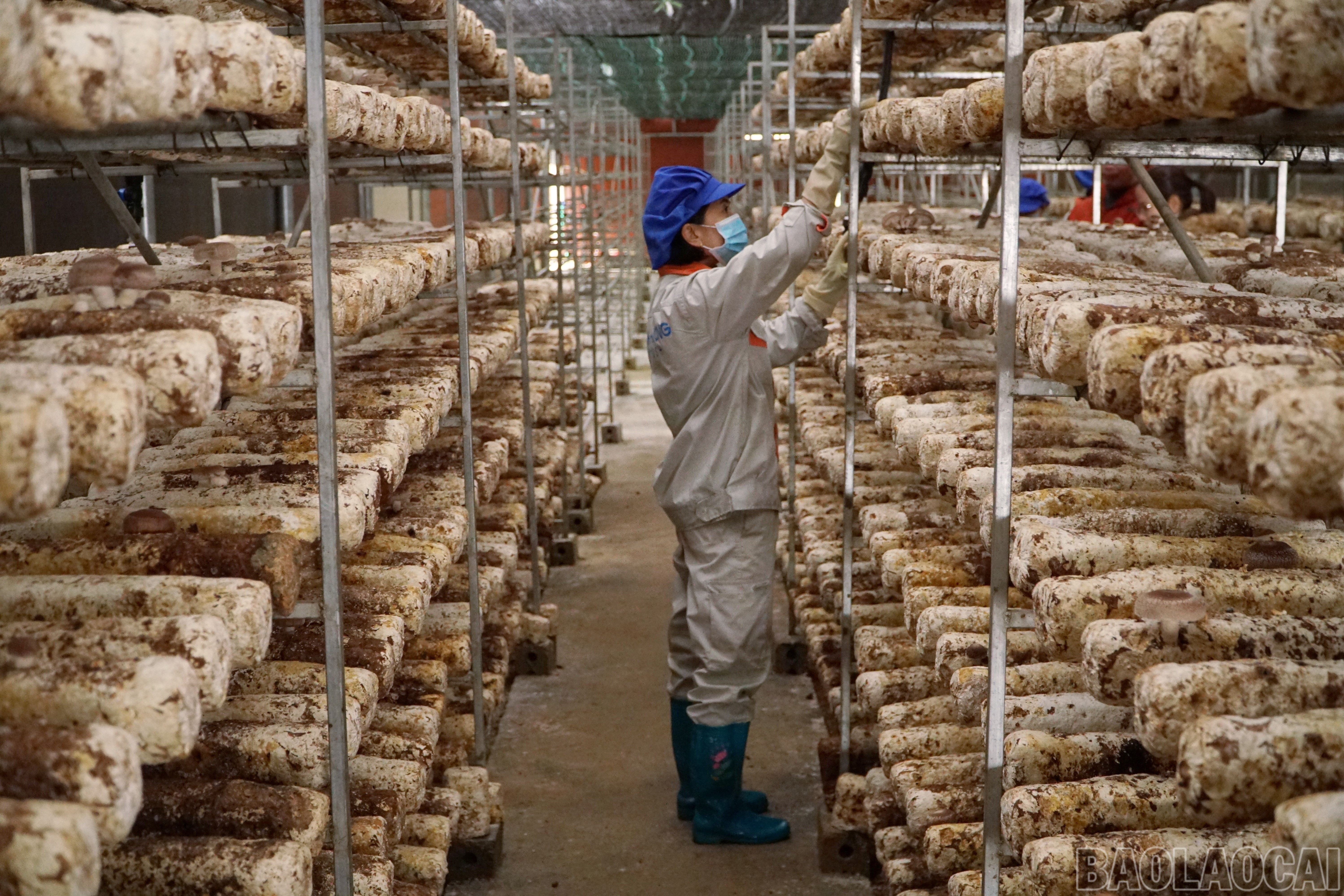 Lào Cai: Khám phá những vườn rau tiền tỷ