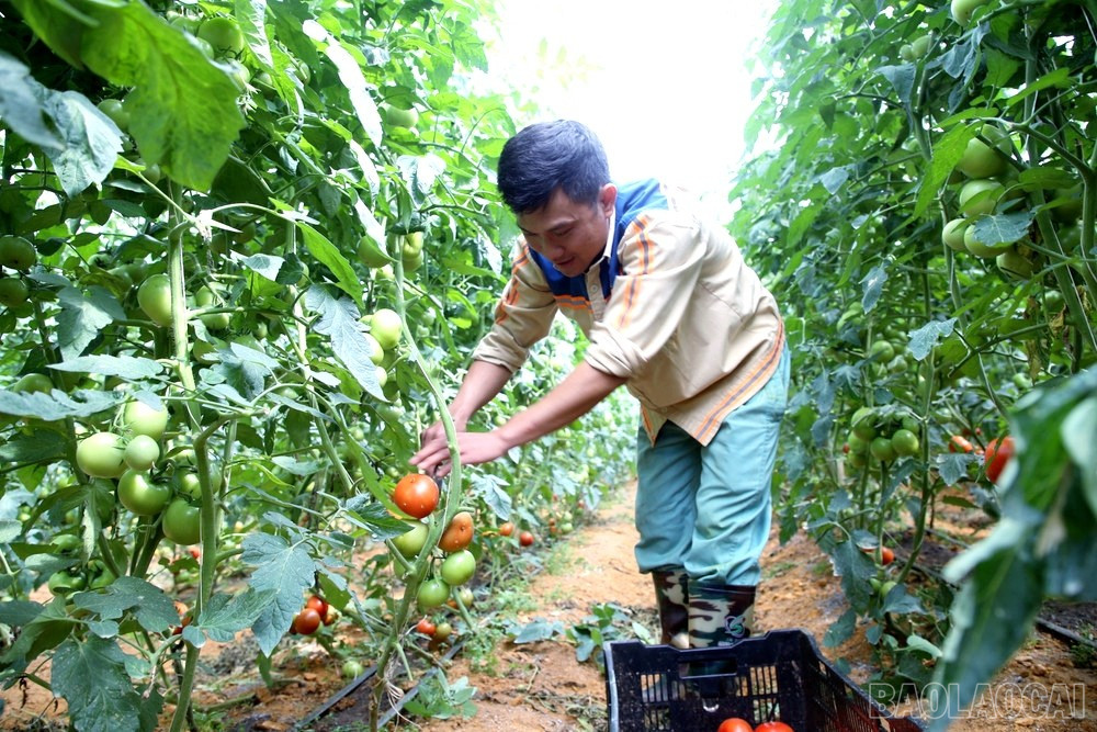 Lào Cai: Khám phá những vườn rau tiền tỷ