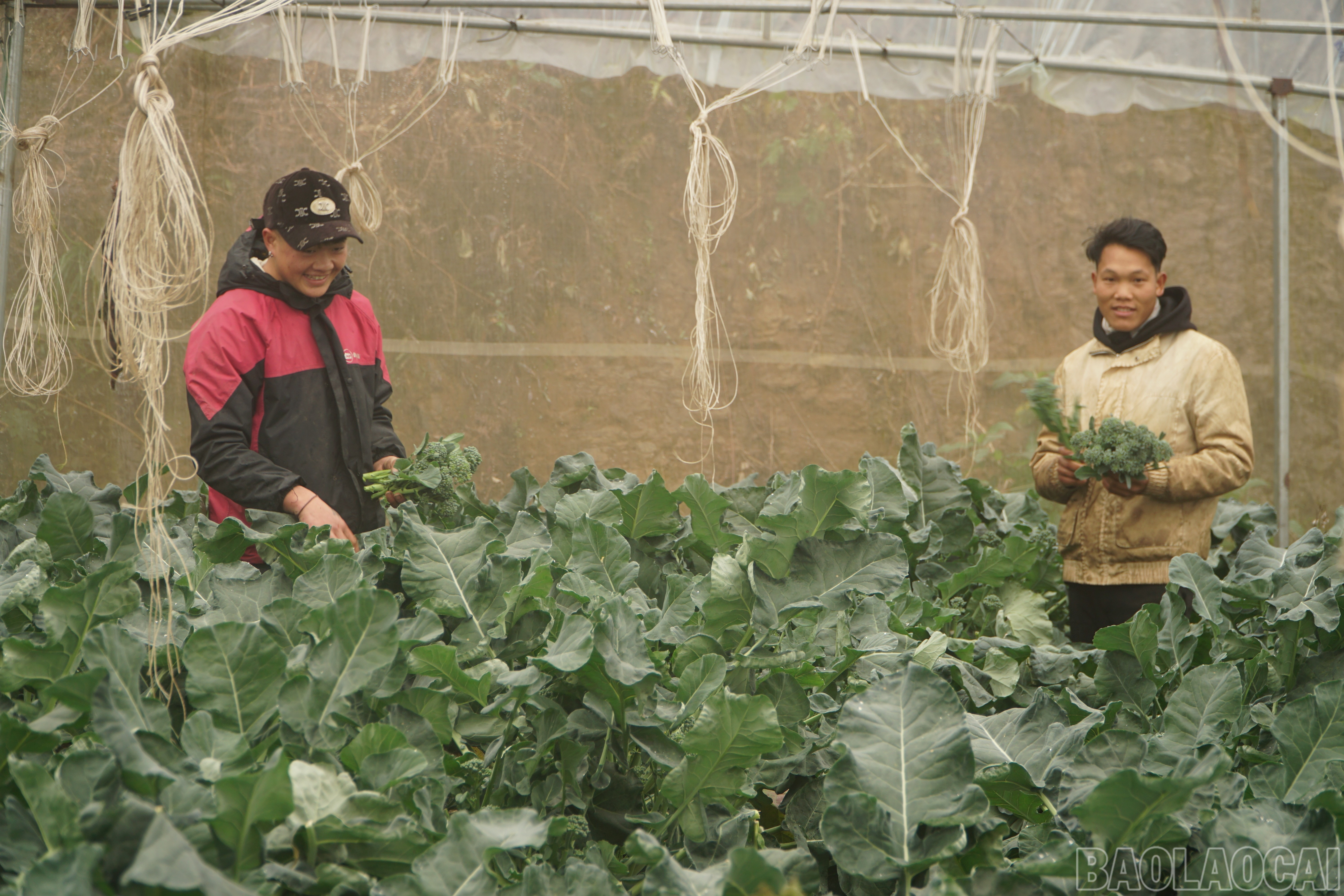 Lào Cai: Khám phá những vườn rau tiền tỷ