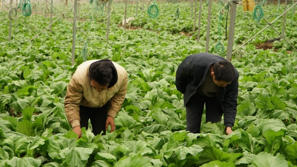 Lào Cai: Khám phá những vườn rau tiền tỷ