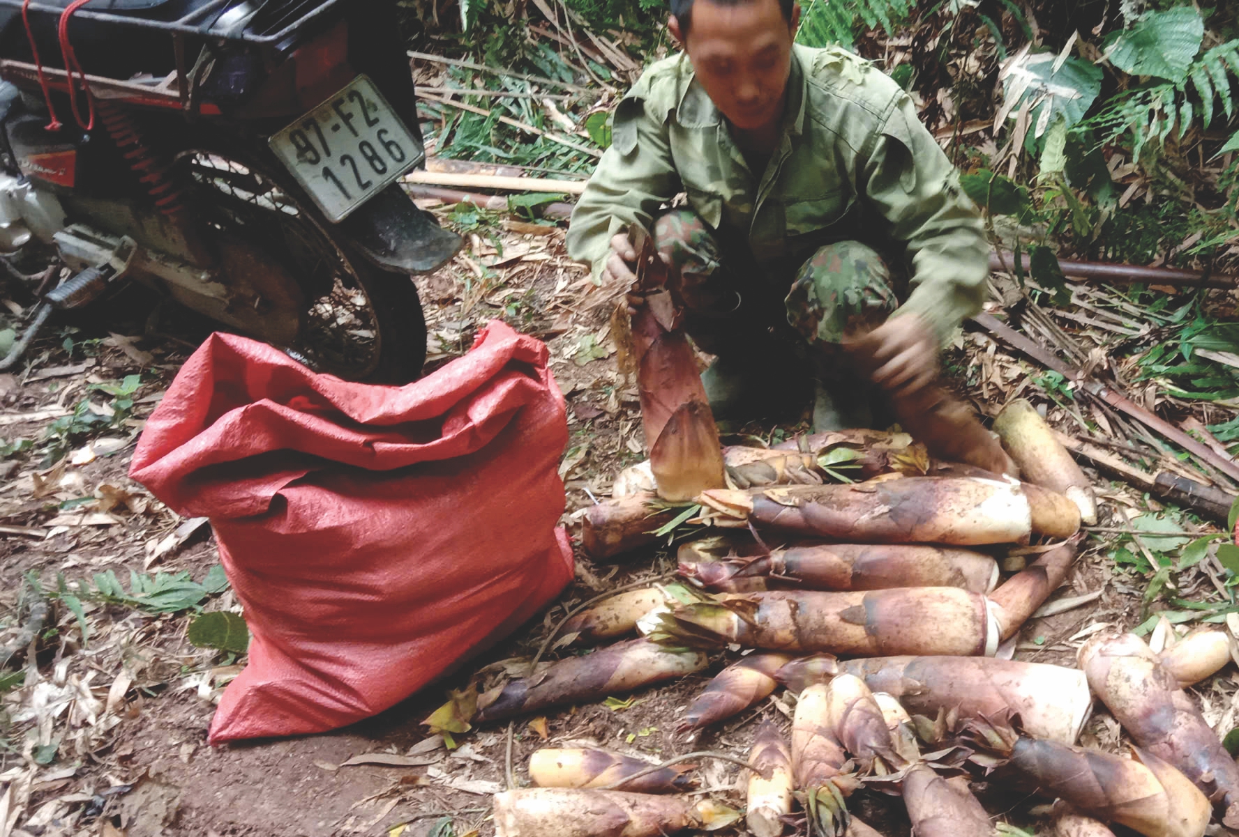 Thái Nguyên: Nhộn nhịp mùa "săn" măng rừng năm nhuận