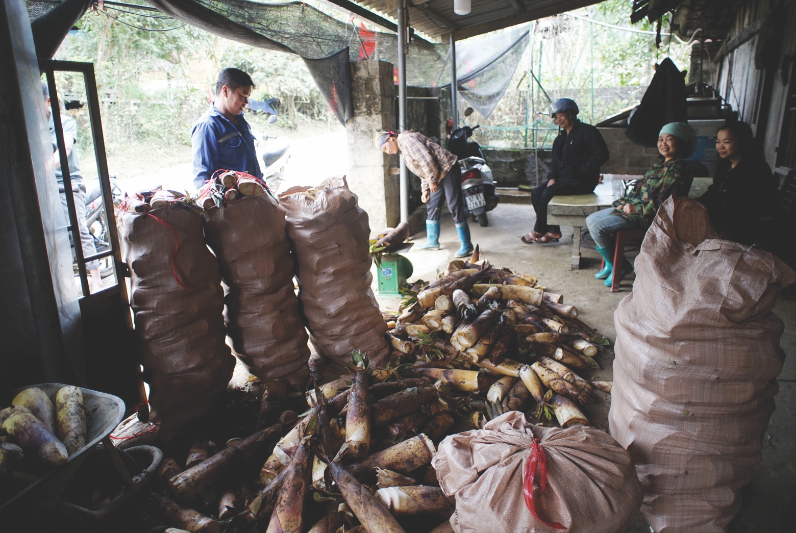Thái Nguyên: Nhộn nhịp mùa "săn" măng rừng năm nhuận