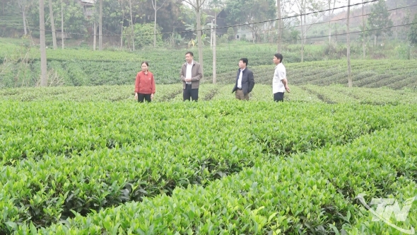 Thái Nguyên: Những đồi chè mở lối làm giàu