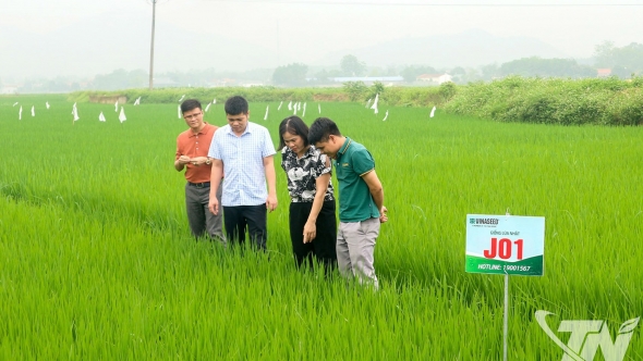 Thái Nguyên: Mở rộng sản xuất lúa chất lượng cao