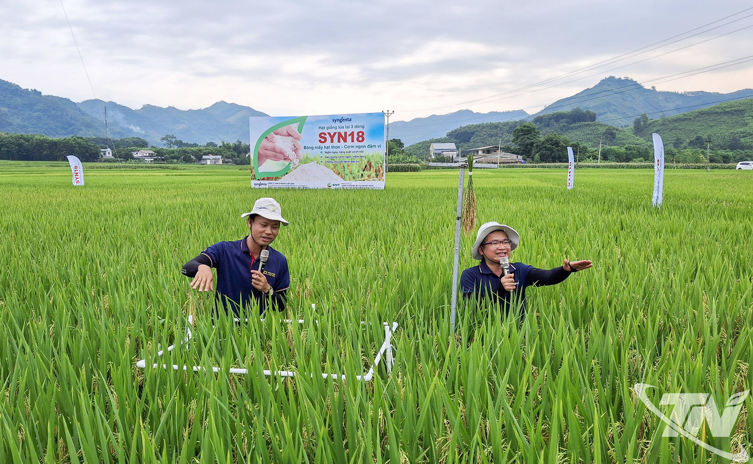 Thái Nguyên: Mở rộng sản xuất lúa chất lượng cao
