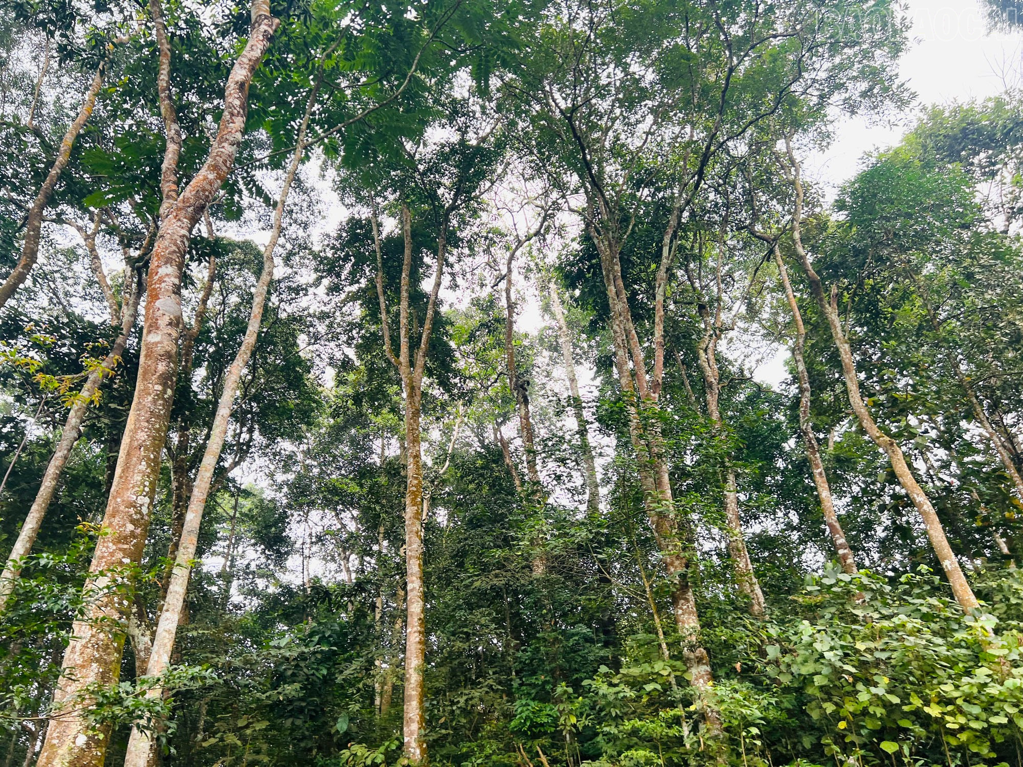 Lào Cai: Nét đẹp cúng rừng của người Mông Tổng Kim