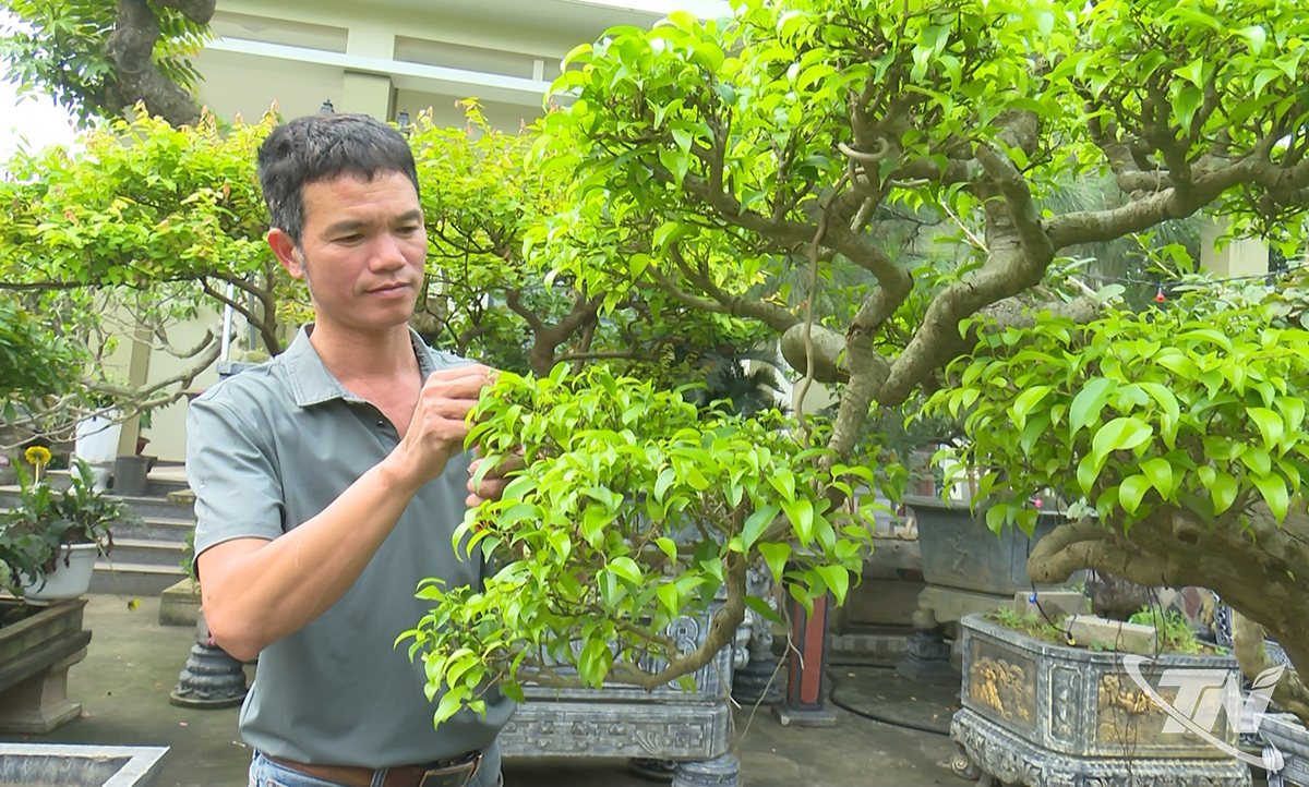 Thái Nguyên: Làng cây cảnh Gò Móc khởi sắc Thái Nguyên: Làng cây cảnh Gò Móc khởi sắc