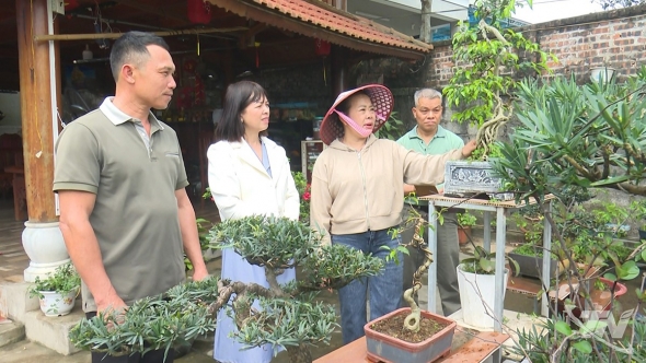 Thái Nguyên: Làng cây cảnh Gò Móc khởi sắc